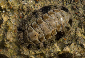 Acanthopleura haddoni, tropical species of chiton. The fauna of the Red Sea. A marine molluscs on a rock.
