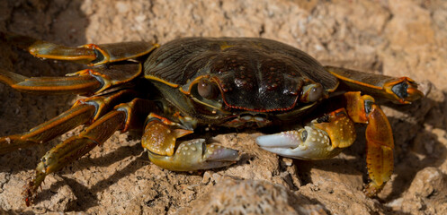 Grapsus albolineatus is a species of decapod crustacean in the family Grapsidae