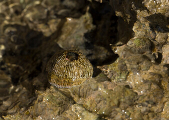 Tetraclita squamosa - Thatched barnacle. Balanus (Balanomorpha) is a genus of barnacles in the...
