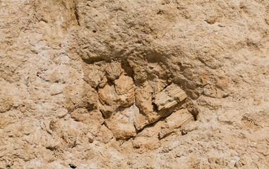 Fossil corals of the Red Sea. Ancient creatures, turned into stone. Reef corals.