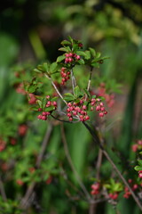 Enkianthus cernuus flowers. A deciduous shrub of the Ericaceae endemic to Japan, its Japanese name is 'Beni-Dodan'.The flowering period is from May to June.