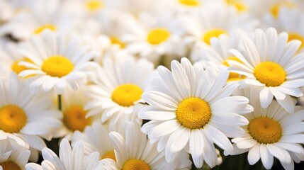 Obraz premium Vibrant field of white daisies