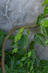 Betel leaf background,Betel leaf is an alternative ingredient for traditional medicine