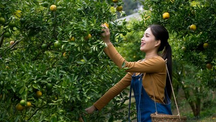 Young Asian woman in overalls reaches for ripe oranges in lush orchard, basket slung over shoulder,...