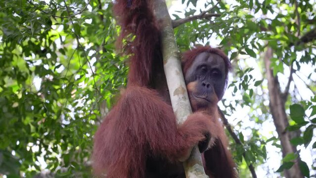a close up of a young male orangutan holding onto a liana in the rainforest of gunung leuser national park on sumatra, indonesia