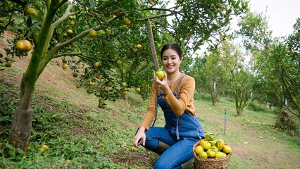 Gleeful Asian orchard owner, in mustard top and denim, cradles a freshly plucked orange, lush green...