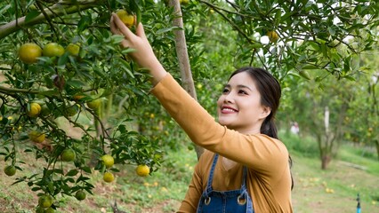 Happy young orchardist reaches high into green citrus tree for ripe fruit, dressed in casual...