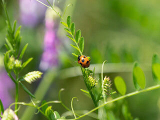 テントウムシとナヨクサフジ