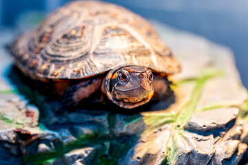 キボシイシガメのアップ