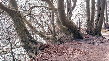 Krüppelbuchen an einem Hang