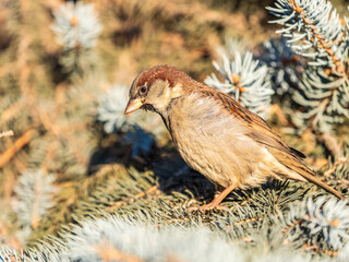 Sparrow sits on a fir branch in the sunset light.