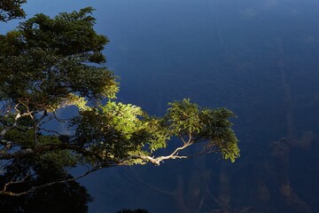 Tree branch over dark lake surface, green leaves