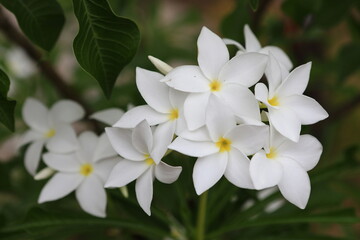 Plumeria Pudica (Bridal Bouquet Plumeria, White Frangipani, Fiddle Leaf Plumeria) ,
This profuse bloomer has leaves in the shape of a cobra's hood, and its flowers are white with a yellow center