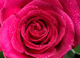 pink rose with waterdrops