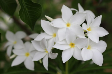 Plumeria Pudica (Bridal Bouquet Plumeria, White Frangipani, Fiddle Leaf Plumeria) ,
This profuse...