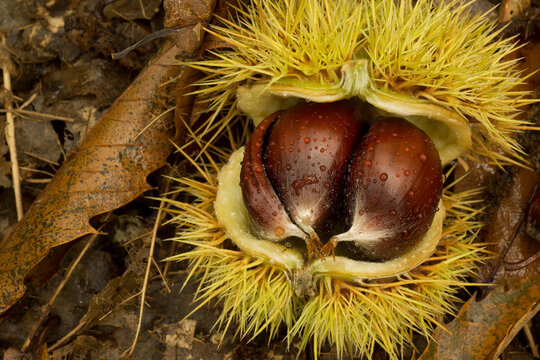 chestnut in shell 