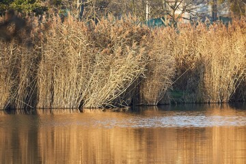 Lakeside autumn reed landscape