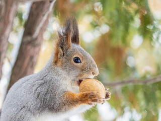 Fototapeta premium The squirrel with nut sits on tree in the winter or late autumn