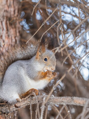 The squirrel with nut sits on tree in the winter or late autumn