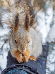 Obraz premium Squirrel eats nuts from a man's hand. Caring for animals in winter or autumn.