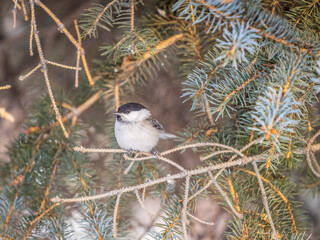 Cute bird the willow tit, song bird sitting on the fir branch