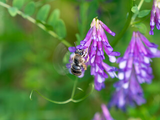 蜜蜂とナヨクサフジ