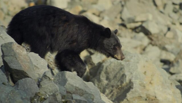 Black Bear Walking on Rocks in Whistler Canada