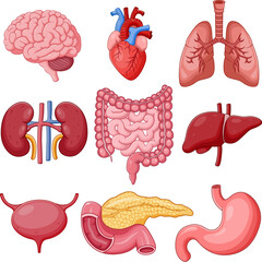 Set of Human Organ Anatomy Cartoon. Vector Illustration