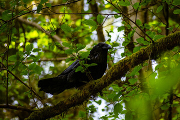 Raven in a lush forest standing on a mossy branch. Blurred background and lush foliage. High quality image.