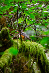 Orange and black bird hidden behind branches in the lush forest. Mossy branches and blurred background with even lighting. High quality image.