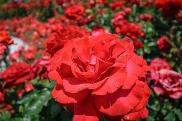 満開のバラ公園