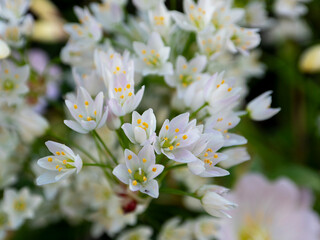 アリウムロゼウムのクローズアップ