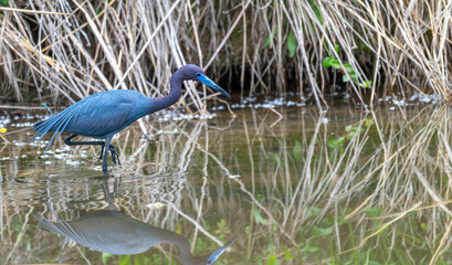 Closeup of a little blue heron wading in water as it looks for food.