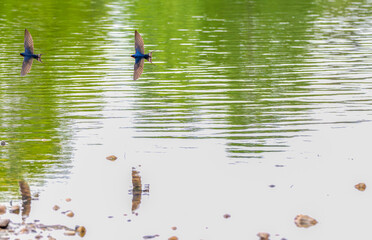A pair of barn swallows flying synchronized over a lake in spring. Their images are reflected onto...