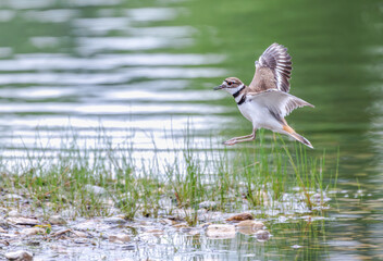 Closeup of a killdeer landing on the rocky shore of a lake in spring.