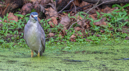 Portrait of a black-crowned night heron wading in shallow water. The surface is covered in bright...