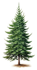 Obraz premium PNG Plant tree pine fir.