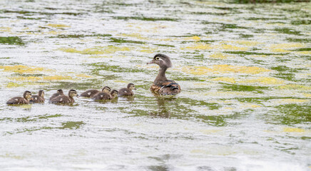 Female wood duck swimming with her ducklings in a pond covered in algae in spring.