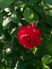 真紅の薔薇の花