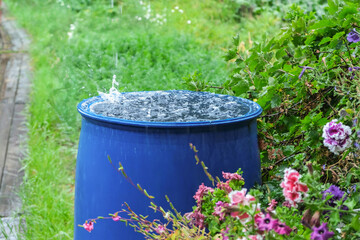 A blue barrel for collecting rainwater. Collecting rainwater in plastic container. Collecting...