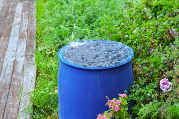 A blue barrel for collecting rainwater. Collecting rainwater in plastic container. Collecting...