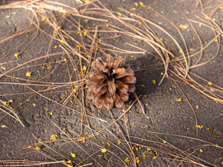 Pinecone