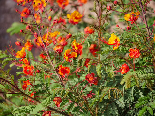 Naklejka premium Flowers