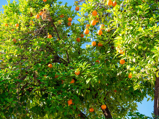 orange tree with fruits
