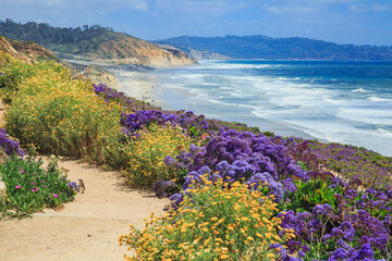 Wildflowers super bloom along Sea Cliff Coastal Trail in Del Mar, 20 miles north of San Diego in Southern California