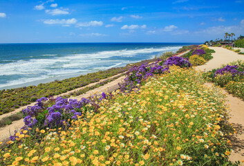 Wildflowers super bloom along Sea Cliff Coastal Trail in Del Mar, 20 miles north of San Diego in Southern California