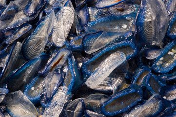 By-the-Wind Sailor Velella or St. Peter's boat (Velella velella Linnaeus, 1758). Porto Ferro, Sassari, Italy