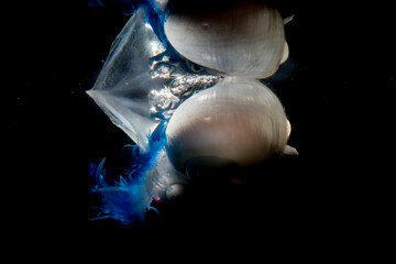 Violet sea snail Janthina janthina , with bubble raft, on St. Peter's boat (Velella velella...