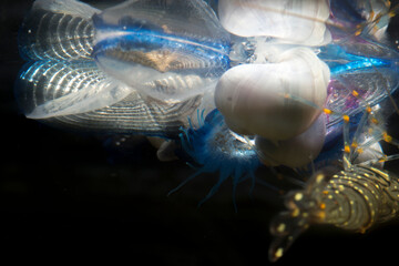 Violet sea snail Janthina janthina , with bubble raft, on St. Peter's boat (Velella velella...