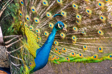 Indian Peafowl (Pavo cristatus) with an open tail. 